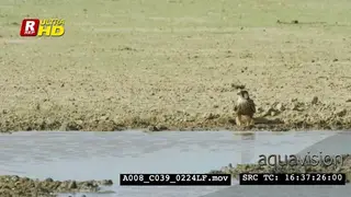 Peregrine falcon sitting next to waterhole, looking around and grazing.