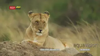Lioness lying down looking around ms