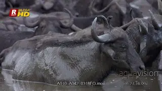Herd of Cape Buffalo laying in a body of water and ruminating. Mud bathing.