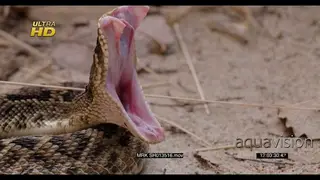 Western diamondback rattlesnake laying, yawning and detecting prey using its tongue.