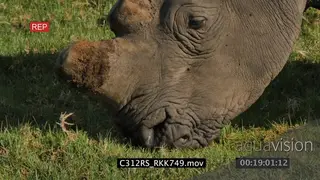 White rhino grazing on grassland CU PROFILE GREEN 4K
