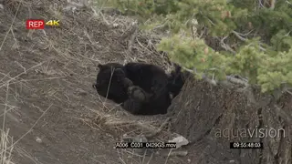 Black bear laying down grooming, general behaviour.