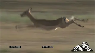 Impala antelope running and stotting away from possible predator