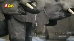 Two young African Elephant calves standing and drinking water. MCU. DAY.
