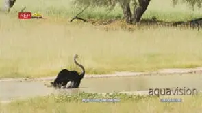 Ostrich inside water trying to catch butterflies in beak