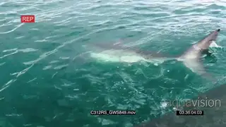 Great white shark swimming past camera hunting TOPSIDE GOOD LIGHT