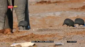Guinea fowls picking food off the ground around elephant's feed DRY GOOD LIGHT