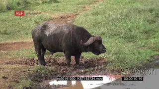 Injured Cape Buffalo male with broken horn at waterhole edge after fight