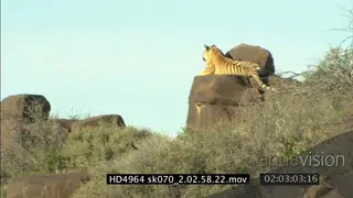 Bengal Tiger resting on rocks WS
