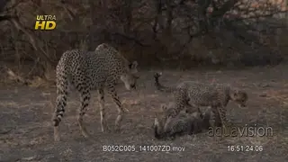Cheetahs cubs fighting for a carcass skin and they all settle down to feed on it while.