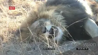 African Male Lion resting Yawning and looking around MCU