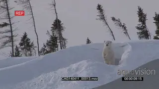 Polar Bear cub outside winter den scouting around calling for mother