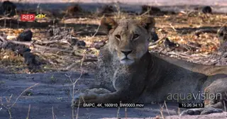 Lioness lying on the ground looking into camera