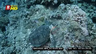 A shot from above of a hawksbill turtle eating soft coral