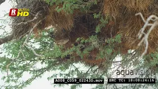 Sociable weaver flying from tree twigs to another, looking around.