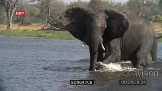 African Elephant herd crossing river aggressive mock charge behaviour towards camera.