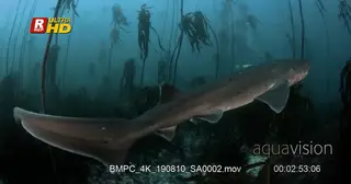 Tracking shot of a Broadnose sevengill shark.