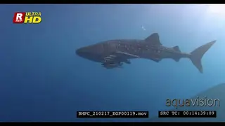 A Close Up shot of a Juvenile Whale Shark swimming past the camera.