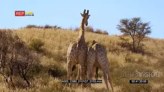 MLS dominance display of two adult Giraffe fighting and pushing each other.