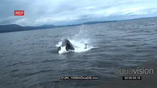Killer whale Orca killing seal by coming up underneath and tossing it.