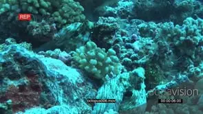 Octopuses laying down on coral reef underwater in ocean HA MWS HAND