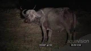 Bloodly Injured Cape buffalo cautiously scouting around for danger mock charge African.