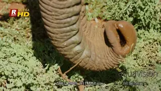 Close up of African Elephant's foot and trunk.