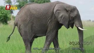 African Elephant walking, feeding on grass lifted up by its trunk and looking around.