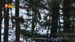 Eurasian Lynx walking and looking around in snowy forest.