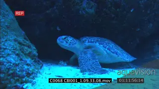 White tip reef shark swims past Camera moves across to Green Sea Turtle hiding and moving.