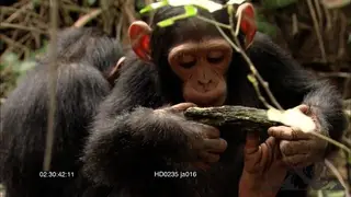 Young Chimpanzees sitting and feeding in rainforest.