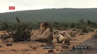 African male lions social interaction resting in rainy conditions