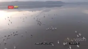 B-Roll Chem Chem Safari: Drone Aerials over flock of pelicans Fishing and standing in the.