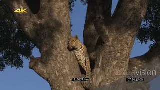 Leopard standing next to a tree looking around and climbing up the tree GOOD LIGHT MLS…