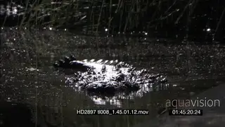 Nile Crocodile moving slowly through the water, towards camera.