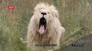White lion male sitting yawning walking towards and past camera