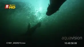 A colony of Cape Fur Seals swimming below a Sardine fishes forming a bait ball.