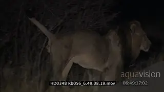 Adult male Lion marking territory; MS