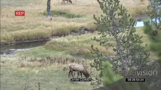 A herd of Elk deers, walking, standing, grazing and drinking water GENERAL BEHAVIOUR