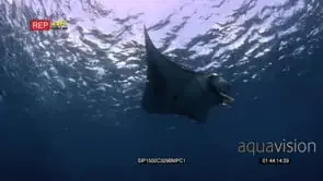 Tracking three reef manta ray feeding at the surface of the sea