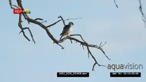 Pygmy falcon sitting on a dead branch