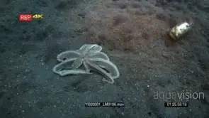 Tracking shot of a white net-Octopus, octopus sp2 moving over the sea sand