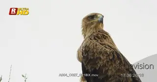 Tawny Eagle on a perch and foraging from a high angle, during daytime. MWS.