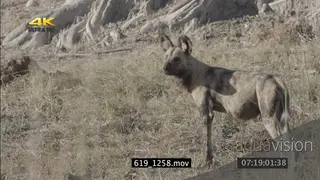 African wild dog scouting around hunting SEMI DRY