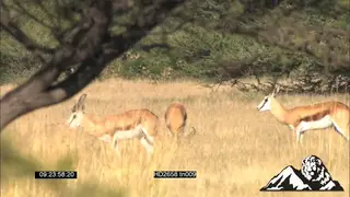 Herd of Springbok graze on African savannah, young males pronk and stotting