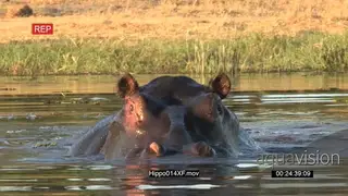 Bull hippo in a river MS