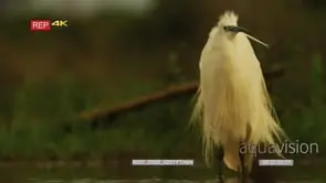 Little egret standing inside water in golden light