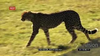Cheetahs walking on bushveld 2S WS PAN ZI MLS