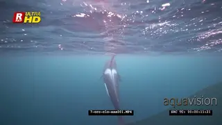 Orca Killer Whales chasing herring schools in noway UW