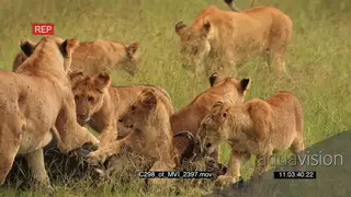 Lion Pride attack and takedown Wildebeest